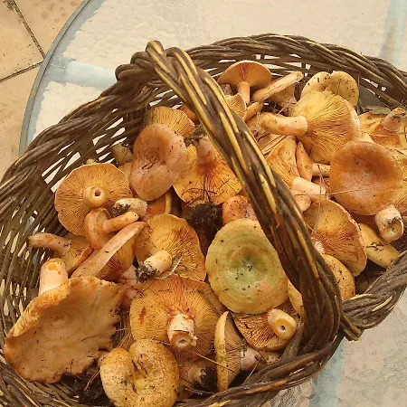 Mas Ca La Coixa Tortellà