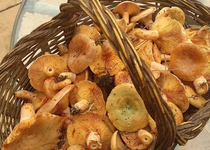 Mas Ca La Coixa Tortellá