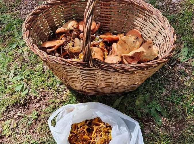 Mas Ca La Coixa Kır Evi *